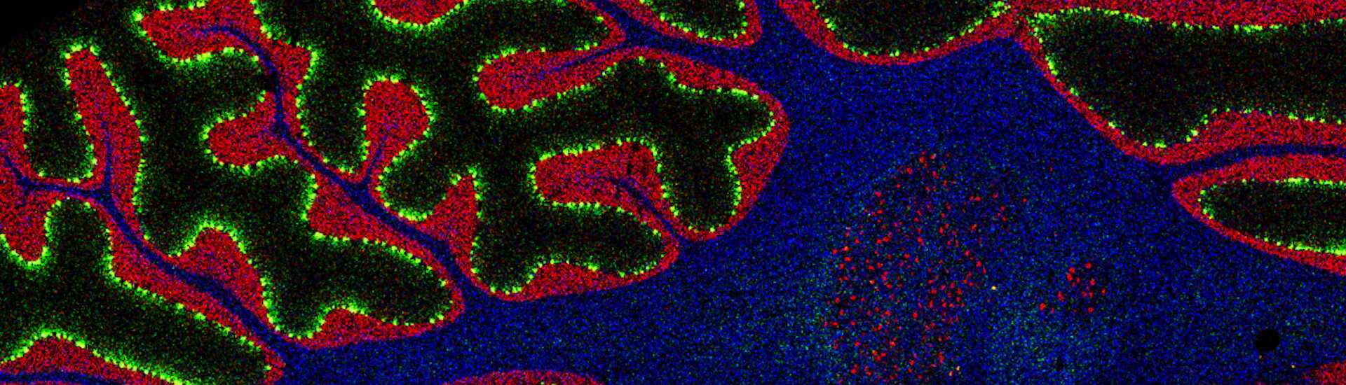 中國科學家發布跨物種小腦皮層單細胞空間轉錄組圖譜